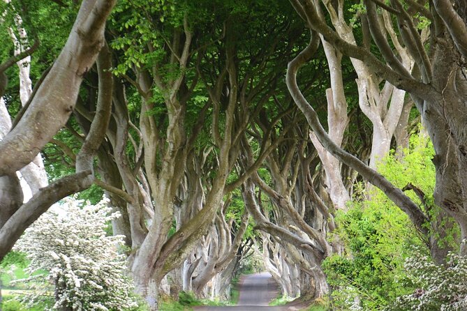 Afternoon Giant's Causeway Half Day Tour from Belfast - Key things to know before you go